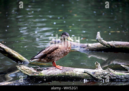 Weibliche Stockente stehend auf einem gefallenen Baumstamm am Ufer Stockfoto