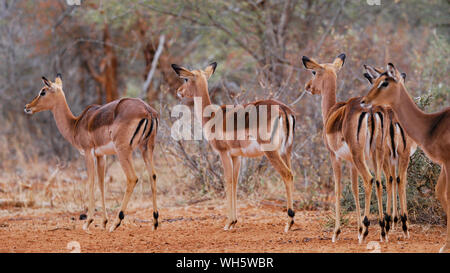 Impala wandern in den Busch Stockfoto