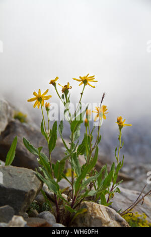 Chamois ragwort, Senecio Anmerkungen, in einer felsigen Umgebung, im Hintergrund nebligen Bergen Stockfoto