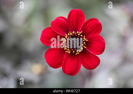 Nahaufnahme von Dahlia Bishop of Auckland blüht in einem englischen Garten, Großbritannien Stockfoto