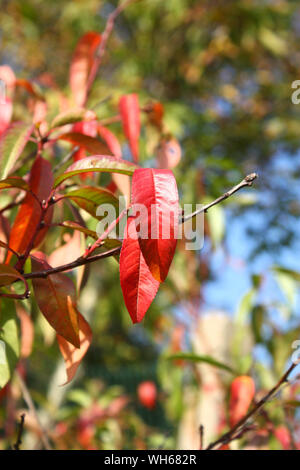 Rote Blätter im Herbst von Peach tree-up schließen Stockfoto