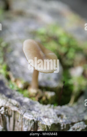 Wald Pilze in Maine Stockfoto