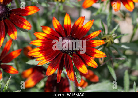 Nahaufnahme einer Rudbeckia SmileyZ, die im Sommer in England in einem englischen Garten blüht Stockfoto