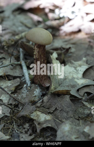 Wald Pilze in Maine Stockfoto