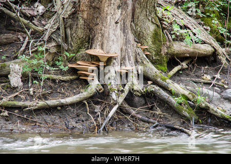 Polyporus squamosus aka Cerioporus squamosus Stockfoto