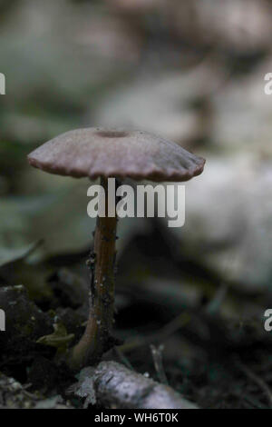 Wald Pilze in Maine Stockfoto