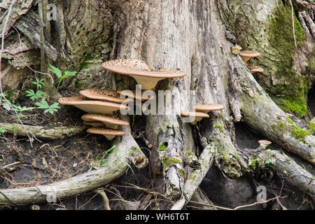 Polyporus squamosus aka Cerioporus squamosus Stockfoto