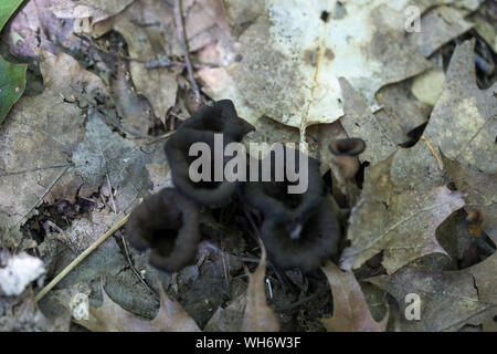 Wald Pilze in Maine Stockfoto