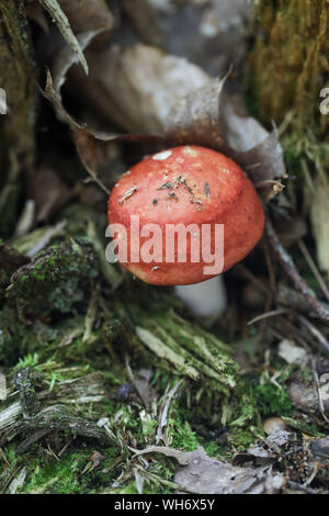 Wald Pilze in Maine Stockfoto