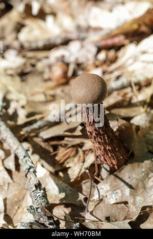 Wald Pilze in Maine Stockfoto