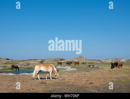 Pferde in verschiedenen Farben auf der deutschen Insel Norderney in der Nähe der Dünenlandschaft unter blauem Himmel Stockfoto