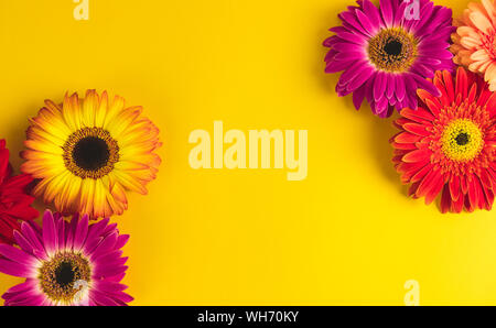 Helle, schöne Gerbera Blumen an sonnigen Gelb hinterlegt. Konzept der warmen Sommer und frühen Herbst. Für Text, Schrift oder Produkt. Anzeigen von Stockfoto