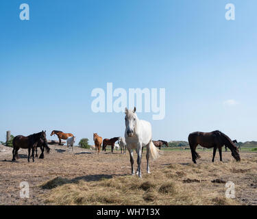 Pferde in verschiedenen Farben auf der deutschen Insel Norderney in der Nähe der Dünenlandschaft unter blauem Himmel Stockfoto