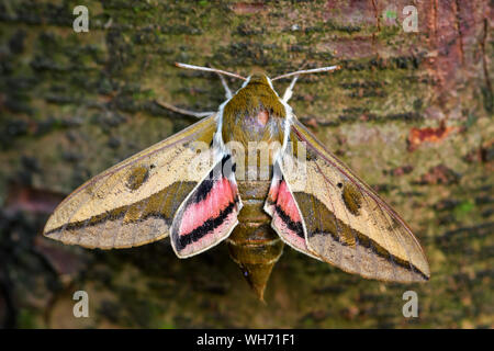 Wolfsmilch Hawk-moth-Hyles euphorbiae, schöne farbige Hawk-moth aus europäischen Wäldern, Tschechische Republik. Stockfoto