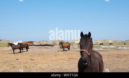 Pferde in verschiedenen Farben auf der deutschen Insel Norderney in der Nähe der Dünenlandschaft unter blauem Himmel Stockfoto