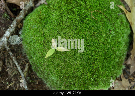 Wald Pilze in Maine Stockfoto