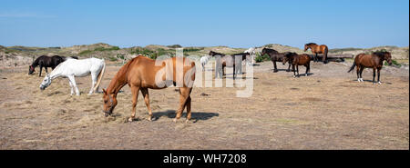 Pferde in verschiedenen Farben auf der deutschen Insel Norderney in der Nähe der Dünenlandschaft unter blauem Himmel Stockfoto