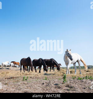 Pferde in verschiedenen Farben auf der deutschen Insel Norderney in der Nähe der Dünenlandschaft unter blauem Himmel Stockfoto