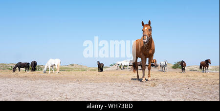 Pferde in verschiedenen Farben auf der deutschen Insel Norderney in der Nähe der Dünenlandschaft unter blauem Himmel Stockfoto