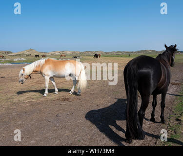 Pferde in verschiedenen Farben auf der deutschen Insel Norderney in der Nähe der Dünenlandschaft unter blauem Himmel Stockfoto