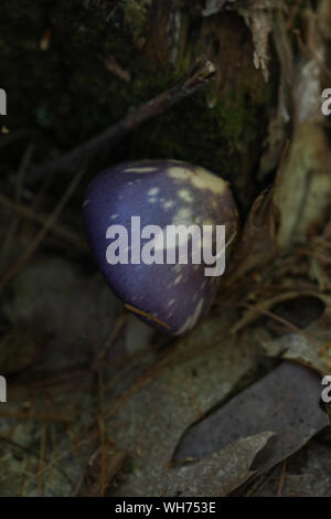 Wald Pilze in Maine Stockfoto