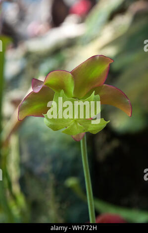 Sydney Australien, flowerhead von Sarracenia purpurea Werk nach der Blütenblätter abgefallen Stockfoto