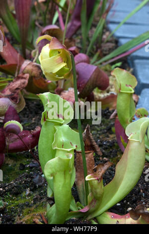 Sydney Australien, Sarracenia oder kannenpflanze mit blütenkopf Stockfoto