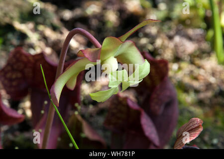 Sydney Australien, flowerhead von Sarracenia purpurea Werk nach der Blütenblätter abgefallen Stockfoto