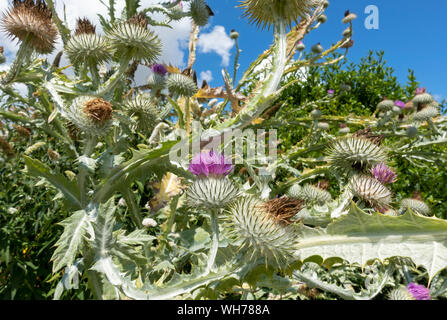 Nahaufnahme von lila Baumwolle Distelblumen Blume Blüte im Sommer England UK Vereinigtes Königreich GB Großbritannien Stockfoto