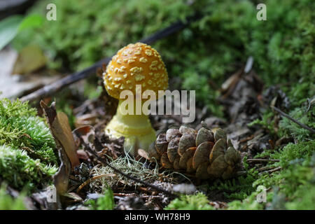 Wald Pilze in Maine Stockfoto