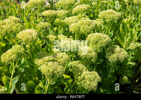 Nahaufnahme von Sedum Pflanzen Blüte im Knospe im Sommer England UK Vereinigtes Königreich GB Großbritannien Stockfoto