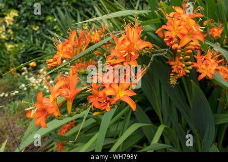 Nahaufnahme von Orange crocosmia (montbretia) Blume blühenden Blumen im Sommer England UK Vereinigtes Königreich GB Großbritannien Stockfoto