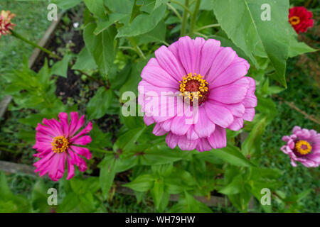 Schöne Nahaufnahme einer rosa Zinnia elegans ist benary riesige Blume im Garten Stockfoto