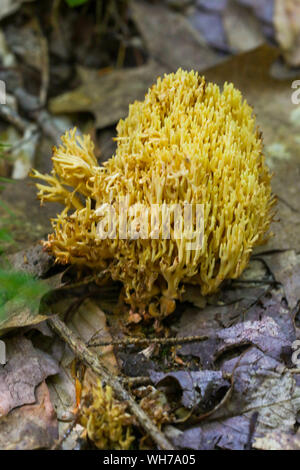 Wald Pilze in Maine Stockfoto