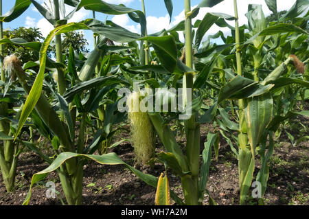Nahaufnahme von Sweetcorn Swift Pflanzenpflanzen wachsen auf einem Kleingarten im Sommer England Großbritannien Großbritannien GB Großbritannien Stockfoto