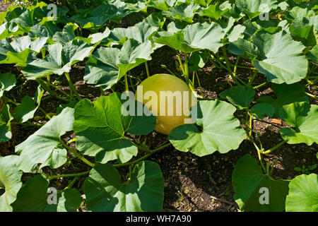 Kürbis Atlantic Riesensorte wächst auf einem Kleingarten im Sommer England Großbritannien GB Großbritannien Stockfoto