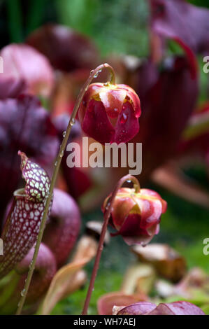 Sydney Australien, rosa Blume einer Sarracenia purpurea mit Wassertropfen Stockfoto