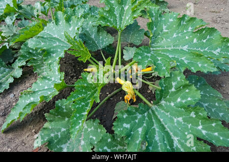 Zucchini Italienisch Gestreifte Zucchini Pflanzen wachsen auf einem Kleingartengrundstück im Sommer England Großbritannien Großbritannien GB Großbritannien Stockfoto