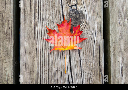 Red maple leaf auf vintage Holz Stockfoto