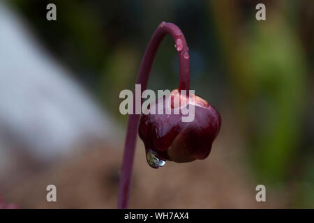 Sydney Australien, Sarracenia purpurea oder Seite - Blume Sattel mit Regentropfen Stockfoto