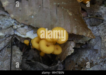 Wald Pilze in Maine Stockfoto