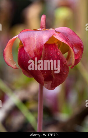 Sydney Australien, rosa Blume einer Sarracenia purpurea mit Wassertropfen Stockfoto