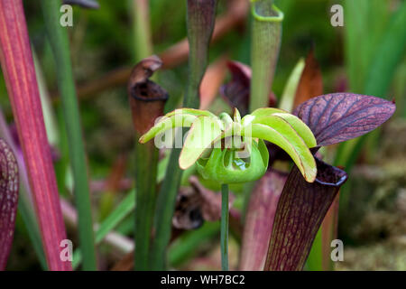 Sydney Australien, flowerhead von Sarracenia purpurea Werk nach der Blütenblätter abgefallen Stockfoto