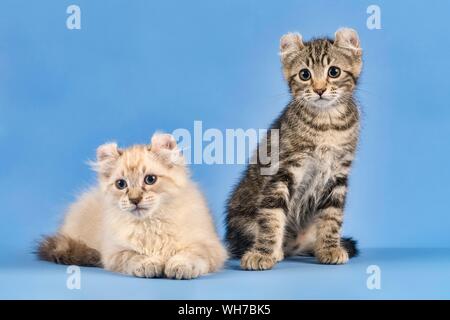 Zwei breedscats American Curl (Felis silvestris catus), schwarz gestromt und Blue Tabby Point, Kätzchen, 10 Wochen, blauer Hintergrund Stockfoto