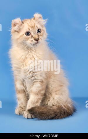 Breedcat American Curl (Felis silvestris catus), sitzend, Blue Tabby Point, Junge, 10 Wochen, blauer Hintergrund, Österreich Stockfoto