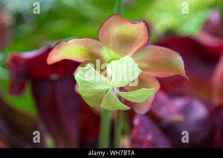 Sydney Australien, flowerhead von Sarracenia purpurea Werk nach der Blütenblätter abgefallen Stockfoto