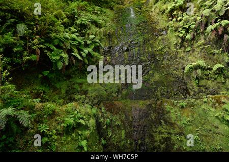 Das Wasser fließt auf bemoosten Felsen mit Farnen, Wanderweg PR9 Levada Caldeirao Verde, Queimadas Regenwald, Madeira, Portugal Stockfoto