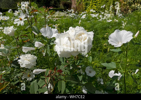 Gemischte Grenze von weißen Blumen Blüte in einem Garten Grenze im Sommer England Vereinigtes Königreich GB Großbritannien Stockfoto