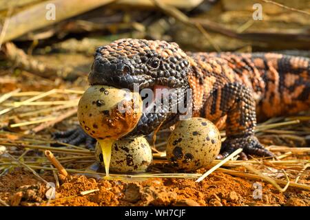 Gila monster (Heloderma suspectum) Essen von Eiern, Captive, Arizona, USA Stockfoto