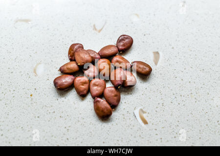 Johannisbrotbaum Samen und Hülsen Karat / Johannisbrot bereit zu verwenden. Organisches Produkt. Stockfoto